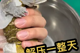 今天就简单的给巨人守宫褪个皮#爬宠日常 #神奇动物在抖音 #守宫 #奇妙的动物 #巨人守宫视频封面