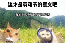 这也许就是劳动节真正的意义吧 #五一劳动节 #猫meme #劳动人民最光荣 #农村孩子 #五一回家的意义是劳动视频封面