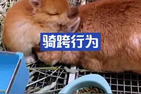 兔子骑跨行为，不分公母和年龄#科学养兔 #兔子骑跨行为视频封面
