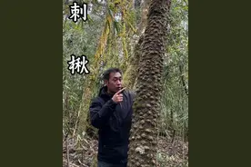 刺楸为五加科高大乔木 叶子可以食用 全株有可用价值 #刺楸 #鸟不站 #我的乡村生活 #植物科普 #内容启发搜索