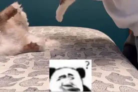 不需要长犟种毛也是全家最犟的种 #猫咪 #犟种毛和聪明毛视频封面