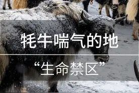 挑战生命禁区！东达山垭口，连牦牛都喘气的地方你敢来吗？#坦克300百城万里探秘之旅  #浩克四驱#318川藏线#东达山垭口#东达山海拔5130米视频封面