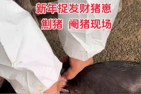 在养猪过程中，阉割是一项常见且重要的操作。那么，为什么要对猪进行阉割呢？ 1、阉割后的猪性情会变得温顺，减少争斗和攻击行为。这样有助于猪群的管理，降低猪只之间因为互相打斗而造成的伤害，创造一个相对和谐稳定的生长环境。 2、阉割能够提高猪肉的品质。未阉割的猪在生长后期会分泌较多的雄性激素，这可能导致猪肉产生异味，影响口感和品质。而阉割后的猪，其体内激素水平相对稳定，肉质更加鲜嫩、美味，更受消费者的喜爱。#劁猪 #阉猪 #捉猪崽 #为什么要劁猪 #为什么对公猪阉割