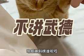 它打不过我居然开始伸爪了？#猫咪的迷惑行为 #大橘 #橘猫视频封面