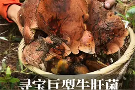 上山寻宝巨型牛肝菌-本乡牛肝菌 丽江的的阿梅在菌窝里收获巨大蘑菇，一个背篓背不下！云南捡菌子的快乐谁懂？#自然奇境科普季 #涨知识 #牛肝菌#捡菌子#有用的知识又增加啦视频封面