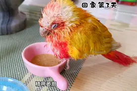 香吉士小太阳救治记录#小太阳鹦鹉 #带标识合法鹦鹉 #救治记录