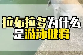 拉布拉多为什么是游泳健将#神奇动物在抖音 #拉布拉多为什么喜欢玩水 #夏天带狗狗们去游泳吧 #狗狗视频封面