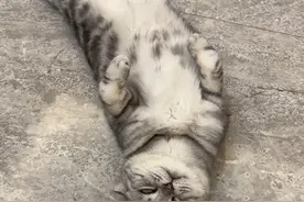 你们家的猫咪是什么躺平姿势呢？ #萌宠的夏日躺平大赛  #抖in萌宠计划 #萌主请就位