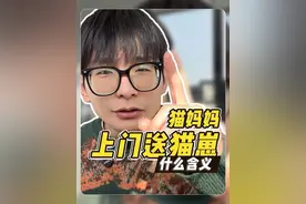 猫妈妈上门送崽是因为什么？ #小卢呼噜噜 #猫咪行为学 #新手养猫