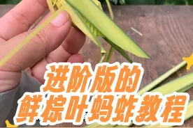 进阶版的鲜棕叶蚂蚱教程来啦！视频有点长，大家耐心看完哦，大家一起学起来吧！#棕编 #非遗 #非遗抖起来 #手工教程