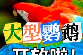 大型鹦鹉开发啦？#手养鹦鹉 #神奇动物在抖音视频封面