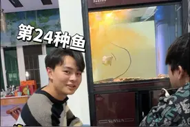 挑战养100种鱼之食人鱼#食人鱼 #鲁伟学长 #挑战养100种鱼