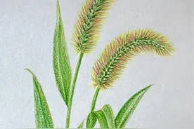 这样画狗尾巴草简单又好看 #儿童画 #简易花草画法 #彩铅手绘 #狗尾巴草