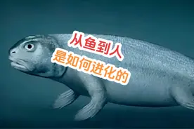 鱼变成了人类祖先，鱼是怎么进化成为人的？#进化#涨知识视频封面
