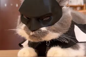 算了，有些事不能勉强 #猫咪蝙蝠侠面具#万物可爱计划#宅家治愈记视频封面
