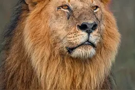 东非现存十大颜值狮王 谁是你心目中最帅的 胖子在我心中是最帅的雄狮(其它排名仅代表个人观点)#雄狮#东非狮#遵守法律请勿饲养或买卖保护动物