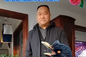小鸟唱歌比我唱的好听#会唱歌的八哥 #八哥鸟 #神奇动物在抖音