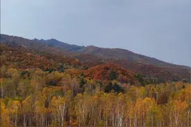 黑龙江浪漫的小城“林都伊春”即是避暑胜地也是赏秋景最佳选择之一#旅行推荐官 #国庆各地秋景正好 #伊春视频封面