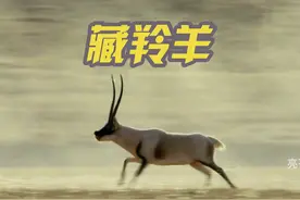 藏羚羊是青藏高原上的精灵，雄性羚羊一个眼神就能吓退野狼视频封面