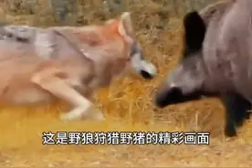 狼群追捕野猪，岂料却被野猪群追着跑！ #野狼 #野猪 #内容启发搜索 #动物解说视频封面