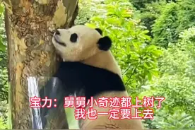 小宝力凭着坚韧不拔的精神征服包了外壳的树，青出于蓝胜于蓝比舅舅小奇迹还技高一筹#大熊猫宝力 #熊猫界顶流 #爱护大熊猫人人有责 #熊猫爬树视频封面