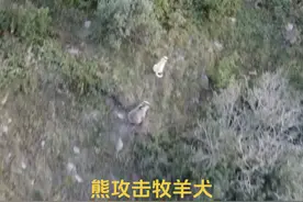 土耳其职业牧羊人游牧第 153天，熊从树林中跑出来攻击牧羊犬视频封面