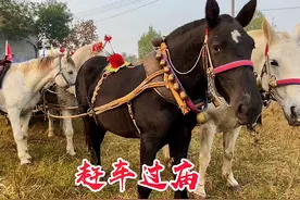 赶马车的老把式相当于开车司机，驾驭马车比开汽车难多了视频封面