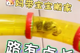 最喜欢看小耗子携崽子搬家了 #萌宠出道计划 #养鼠日常分享 #仓鼠 #动物的迷惑行为 #仓鼠宝宝的日常视频封面