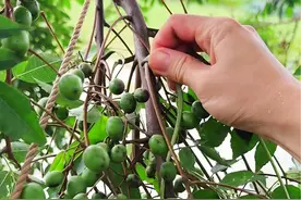 这种果子叫苦楝子，很多人小时候都玩过，它长得很像枣子却不能吃 #dou来广东百千万视频封面
