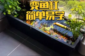 如何用废弃的塑料花盆做个阳台鱼缸，一个视频教会你 #养鱼日记 #生态缸 #古法养鱼 #开缸视频封面