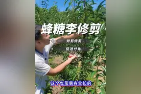 蜂糖李夏季修剪管理很重要，这些方法要掌握，记得点赞收藏#小兵李树修剪法 #来抖音学农技 #新农人计划2024视频封面