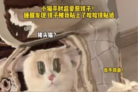 小猫平时超爱照镜子！睡醒发现 镜子被我贴上了哈哈镜贴纸 #仙女猫 #我和我的猫 #治愈猫咪 #薄荷猫猫  #猫咪迷惑行为大赏视频封面