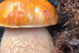 开车去原始森林寻找松茸，果然刚上山就有发现，根本捡不完 #上山采蘑菇#牛肝菌 #捡菌子#松茸#采蘑菇