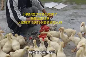 小鹅已经15天了，每天一片瓜生活顶呱呱，吃完西瓜放出去吃草
