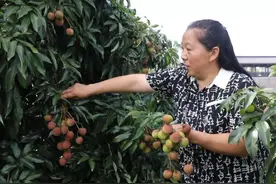 日啖荔枝三百颗，今天算是实现了。#合江荔枝@合江文旅视频封面