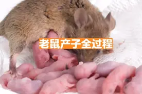生完马上就能再怀孕，老鼠的生育过程实在太快了！！！#鼠宝宝