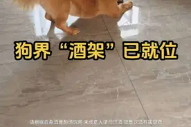 又掏腰包又当酒架，总算找到我的神仙酒搭子啦#狗狗的日常  #小狗狗能有什么坏心思