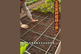 露台上寸土寸金，必须套种充分利用空间#三农 #种植小技巧 #抖音新农人 #干货分享 @DOU+小助手视频封面