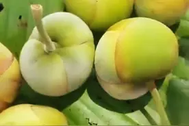 这是什么果 #这个野果子有认识的吗 #家乡野果 #水果#奇特水果#白果