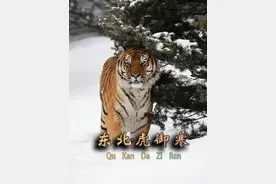 老虎才是名副其实的纯阳之体，零下几十度也趴在地上呼呼大睡#动物解说 #东北虎 #老虎 #神奇动物视频封面