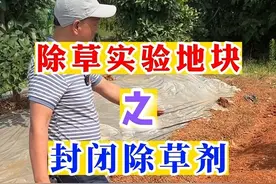段教授除草实验地之封闭除草剂！#除草不伤作物 #除草剂 #除杂草