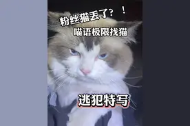 猫跑丢了？！用喵语帮粉丝极速找猫！ #猫语十级 #找猫 #流浪猫