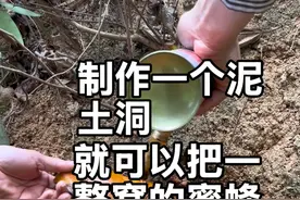 制作一个泥土洞，就可以把一整窝的蜜蜂引过来#三农 #小蜜蜂 #诱蜂洞制作过程 #勤劳的小蜜蜂 #野生蜂蜜视频封面