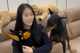 当我假装养了只新小狗（冷落安妮版），看看它的反应 #杜宾 #养狗的乐趣