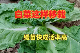这样移栽大白菜，缓苗快长势旺栽一棵活一棵，方法简单一学就会