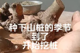 种山桩的季节到了，可以挖桩了，上瘾停不下来，又搞了几个小的#盆景 #来抖音学盆景 #榆树 #榆树盆景造型设计 #盆景制作视频封面