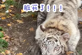 #白虎 我妈已经三天没有打我了#宫百万 #下雪了视频封面
