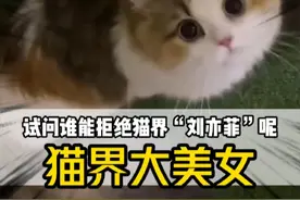 三花猫是猫界大美女实锤了！#萌宠的迷惑行为 #三花猫 #猫咪