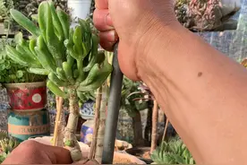 吸财树养成高老桩，吸财树底部的枝条全部剪掉，弯曲的桩子给他固定长的直，可以快速形成木质化老桩#多肉视频封面