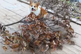 柯基：得！一天又白干！ #萌宠 #万物可爱计划视频封面